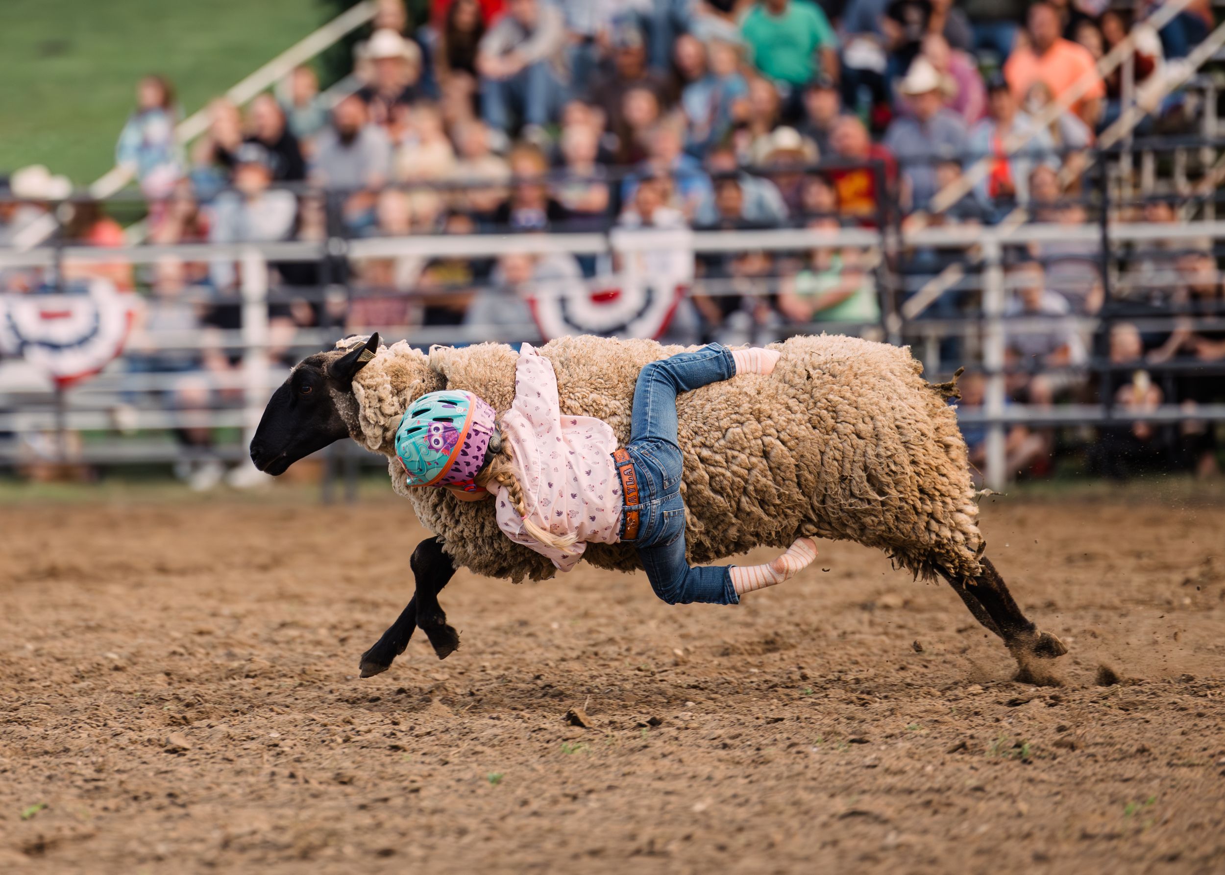 A child in a pink shirt and colorful helmet clings to a woolly sheep during a mutton busting event as the crowd looks on.