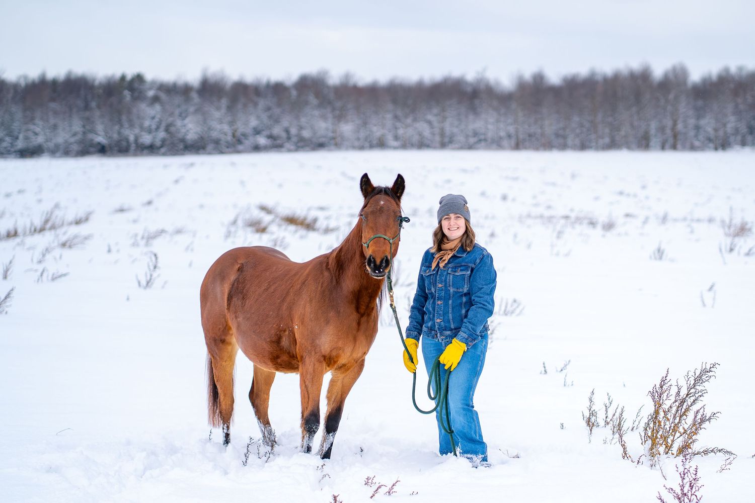 A person in blue winter clothing leads horses through a snowy winter landscape with trees in the background.