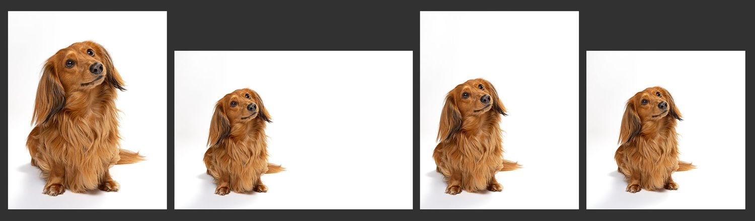 Images of a dachshund cropped to various sizes.