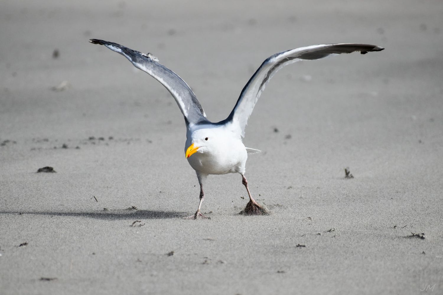 Seagull walking along a sandy beach in black and white.