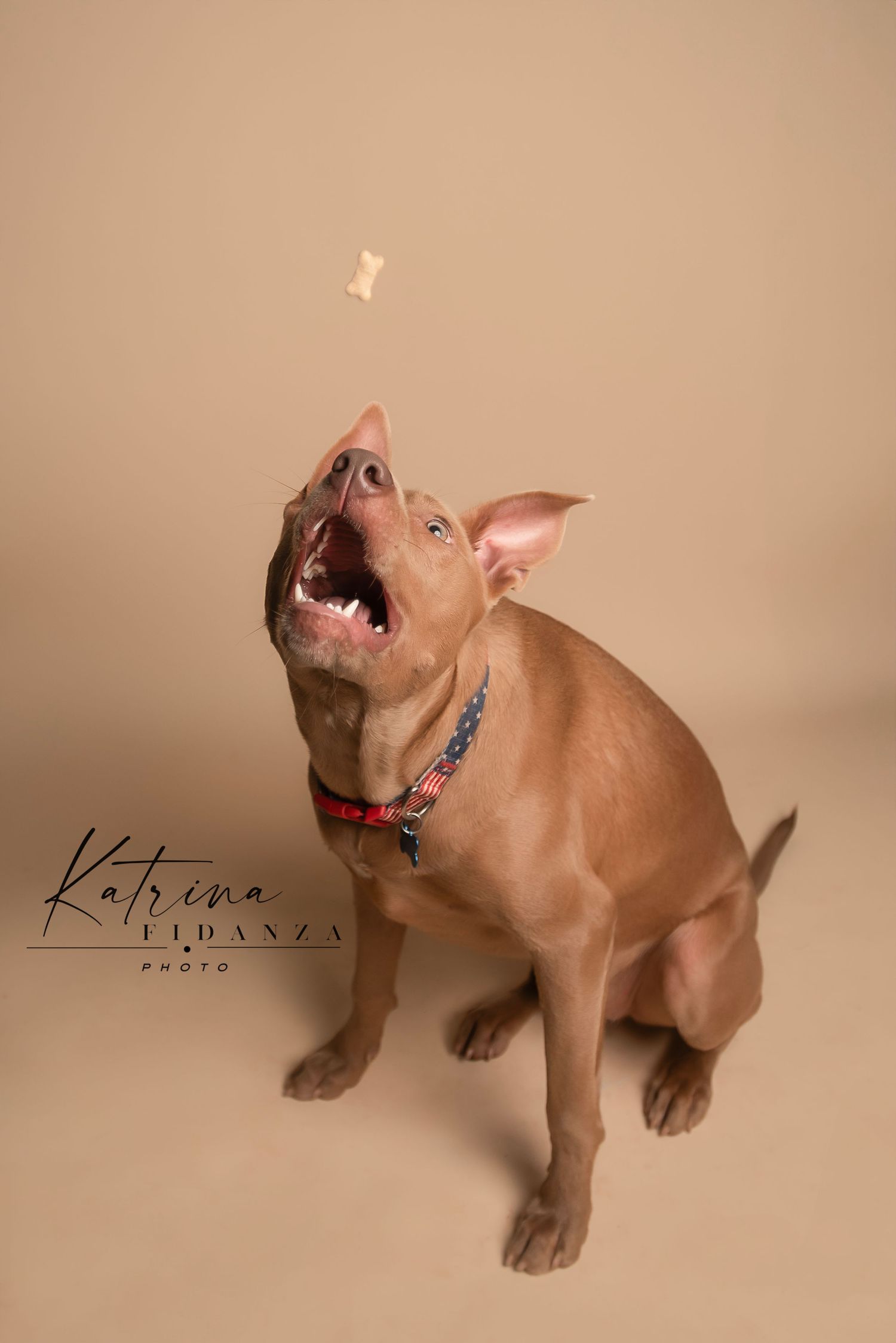 Five adorable brown French Bulldog puppy photos showing playful poses against a neutral beige background.