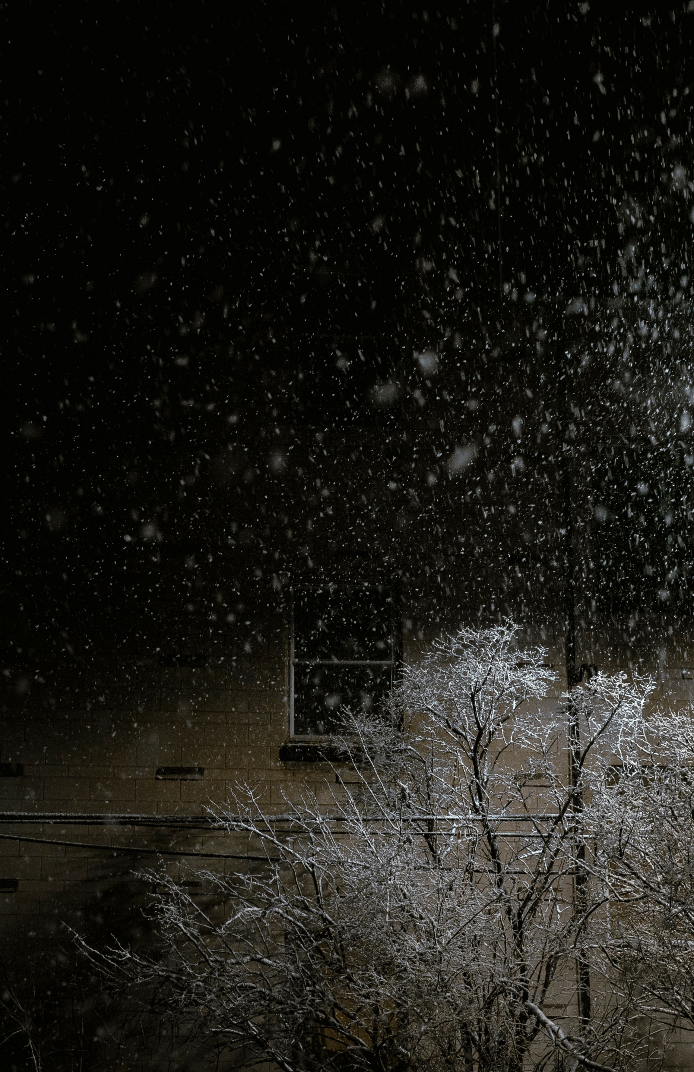 "Relentless": April 8th, 2025 - Ottawa ON. Snow falls against dark sky as frost-covered trees glow ethereally in the nighttime winter scene.