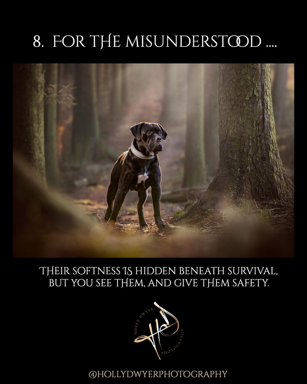best pet photography stockport
