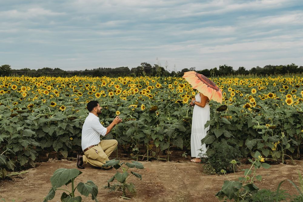 People taking photos in a vibrant field of golden sunflowers stretching into the horizon on a summer day.