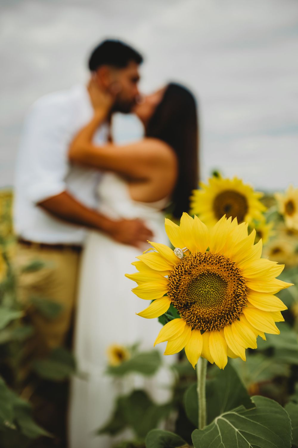 A bright yellow sunflower in focus with a blurred romantic couple embracing in a sunflower field background.