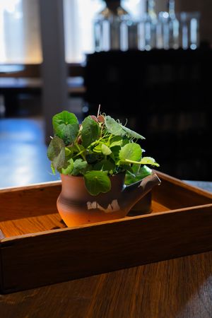 Fresh microgreens and herbs arranged in a ceramic pot on wooden serving tray.
