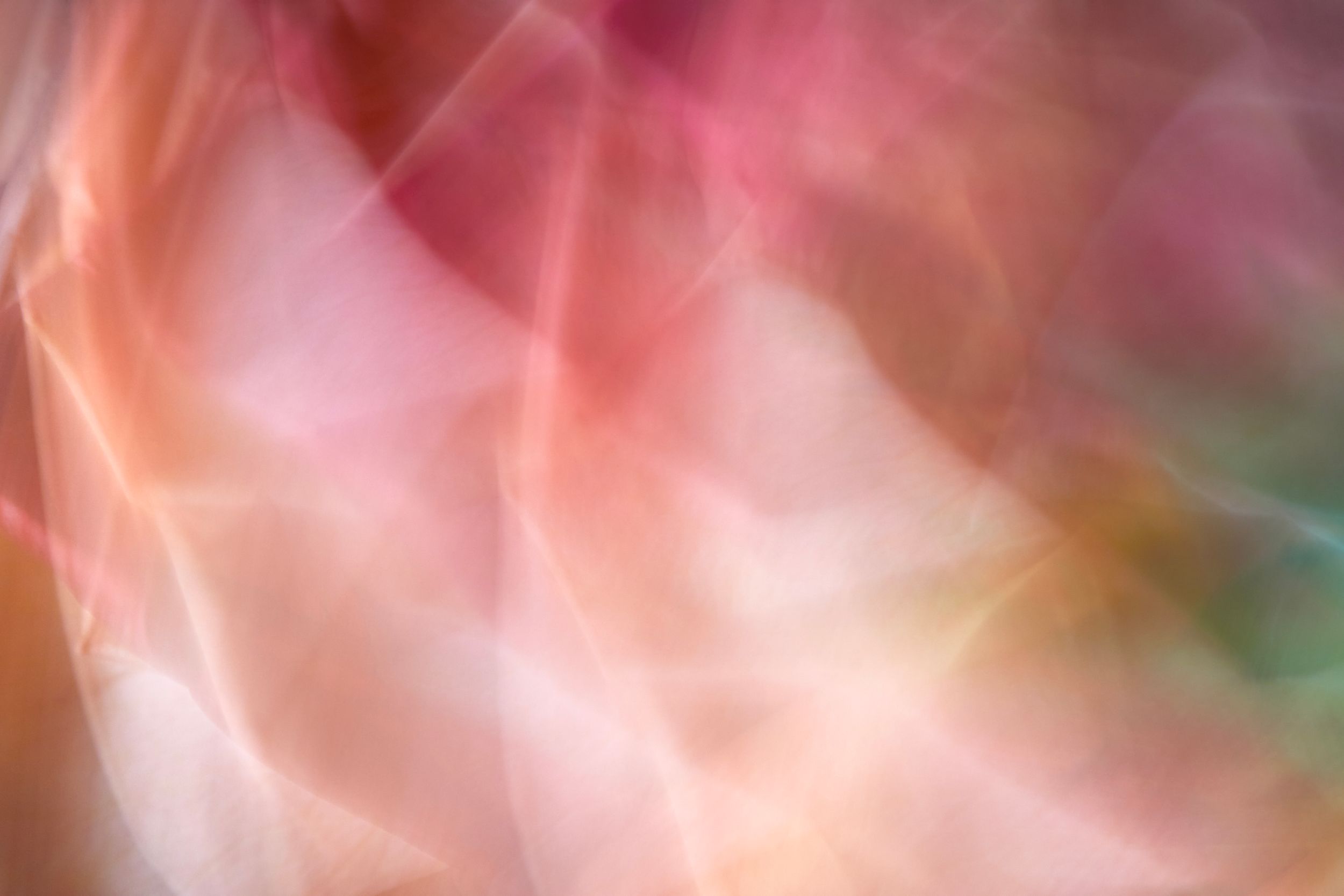 Fine art botanical study. Floral chroma. Flowers in motion.Austin fine art photography.