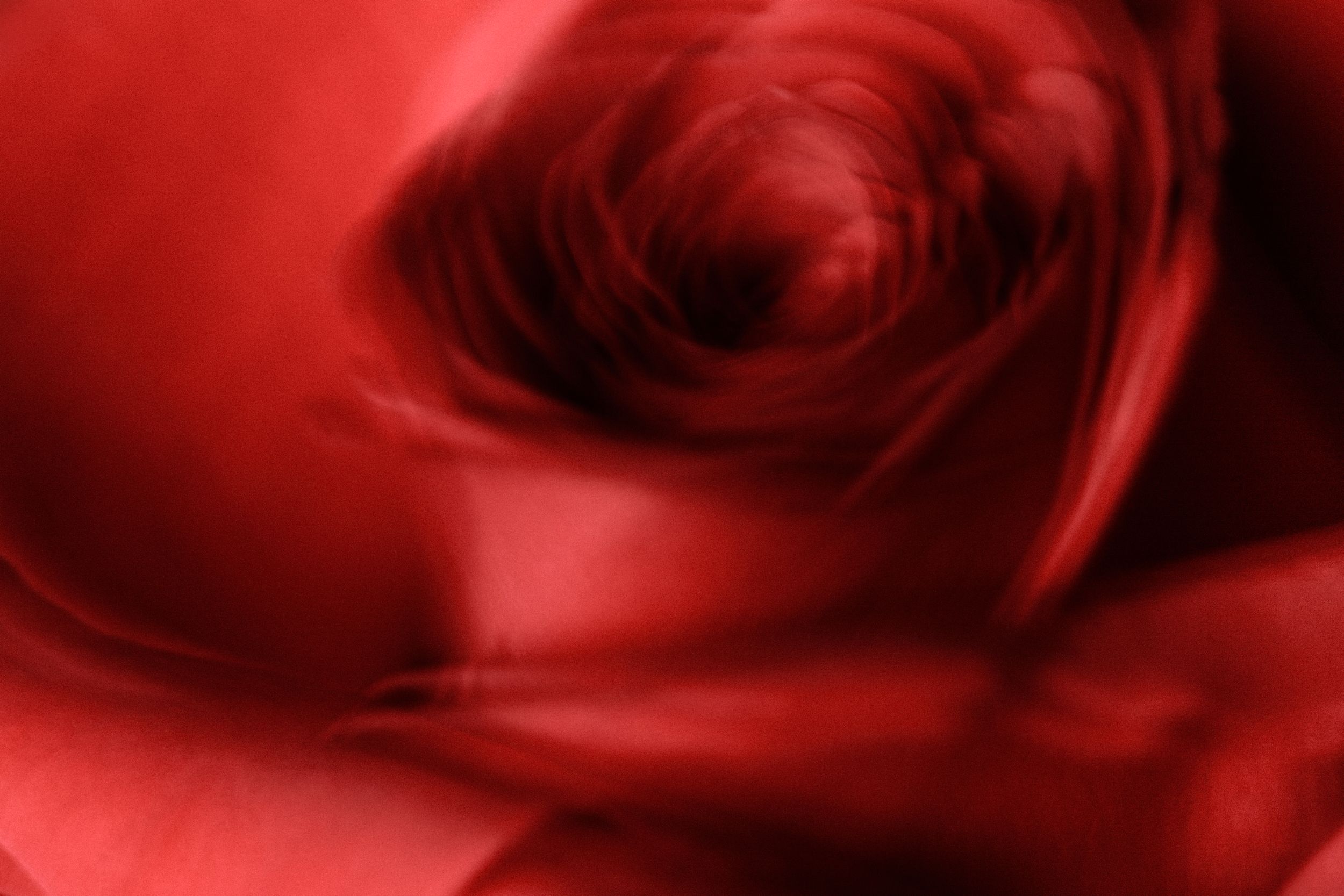 Fine art botanical study. Floral chroma. Flowers in motion.Austin fine art photography.