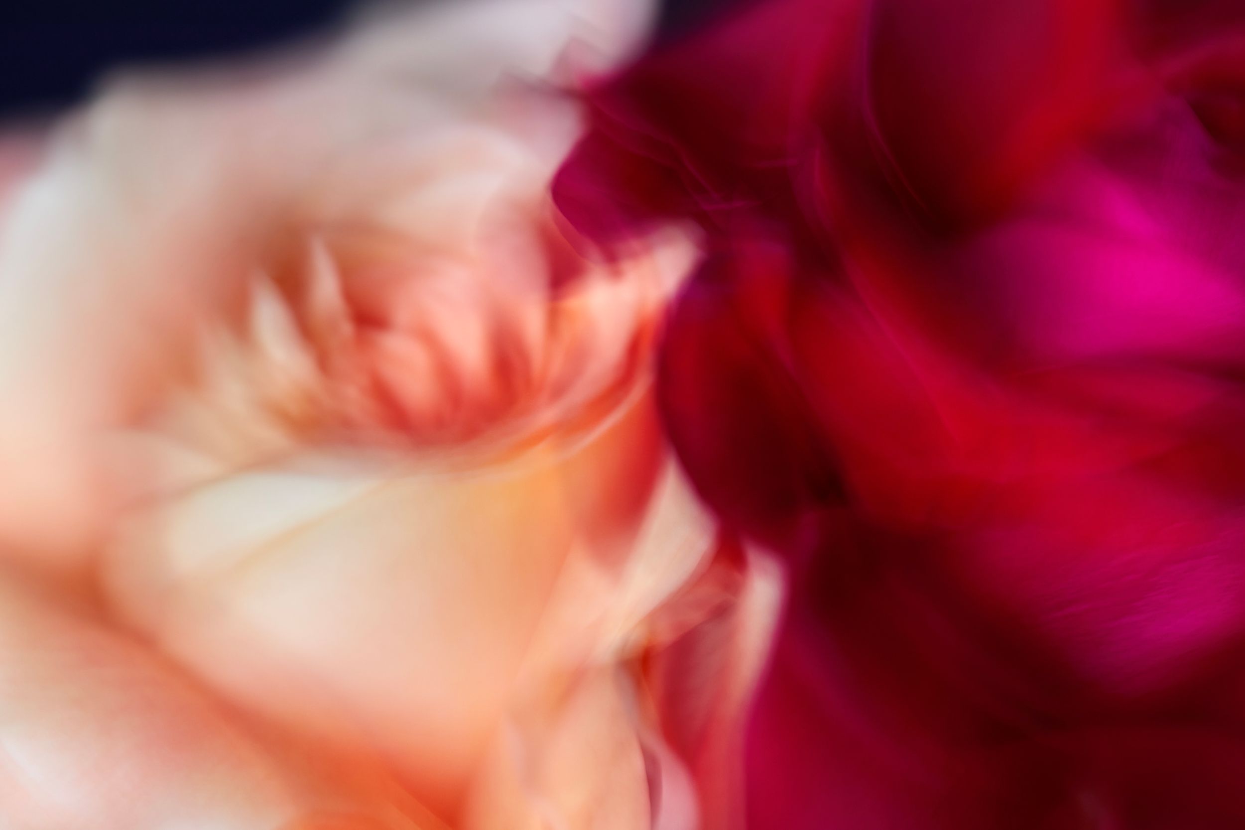 Fine art botanical study. Floral chroma. Flowers in motion.Austin fine art photography.