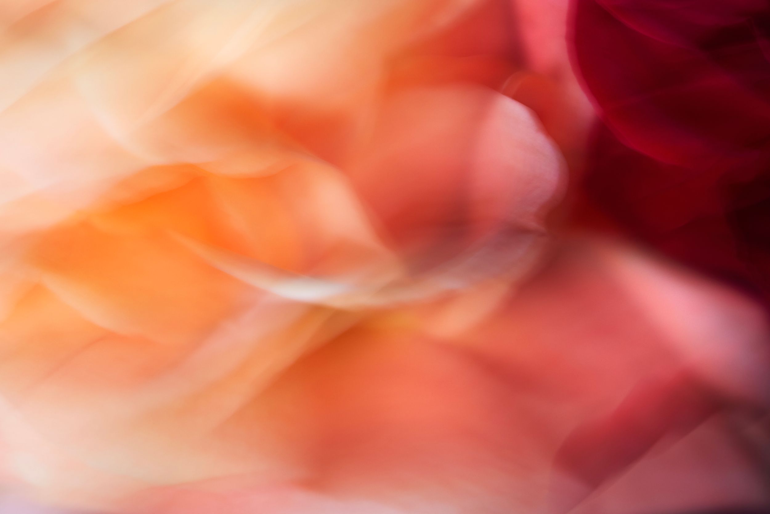 Fine art botanical study. Floral chroma. Flowers in motion.Austin fine art photography.