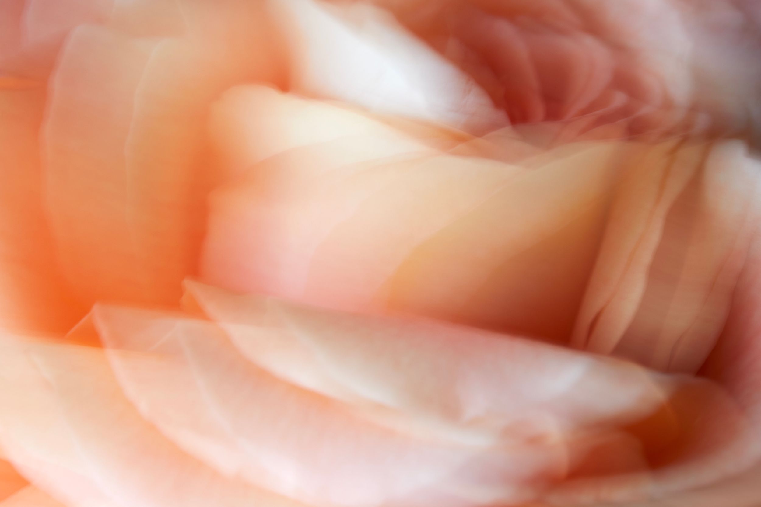 Fine art botanical study. Floral chroma. Flowers in motion.Austin fine art photography.