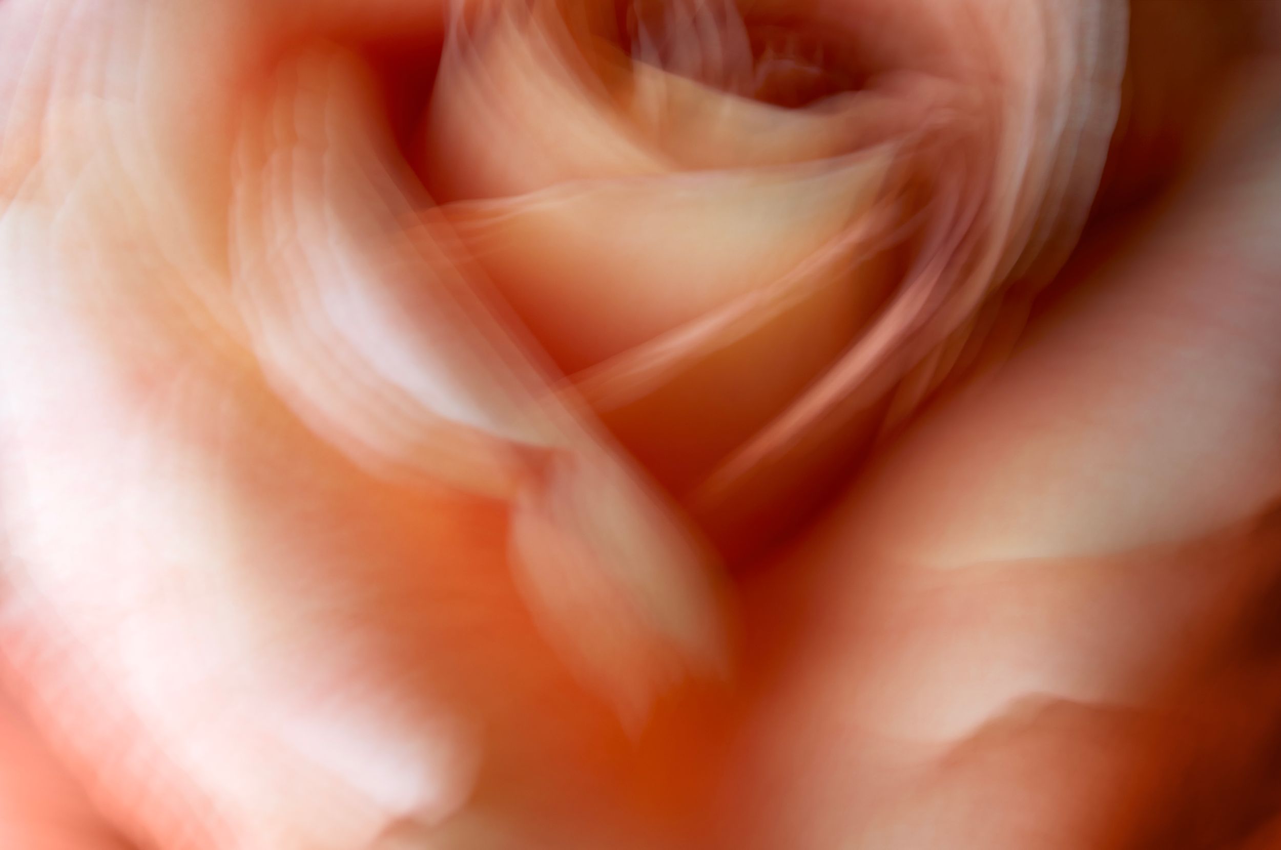 Fine art botanical study. Floral chroma. Flowers in motion.Austin fine art photography.