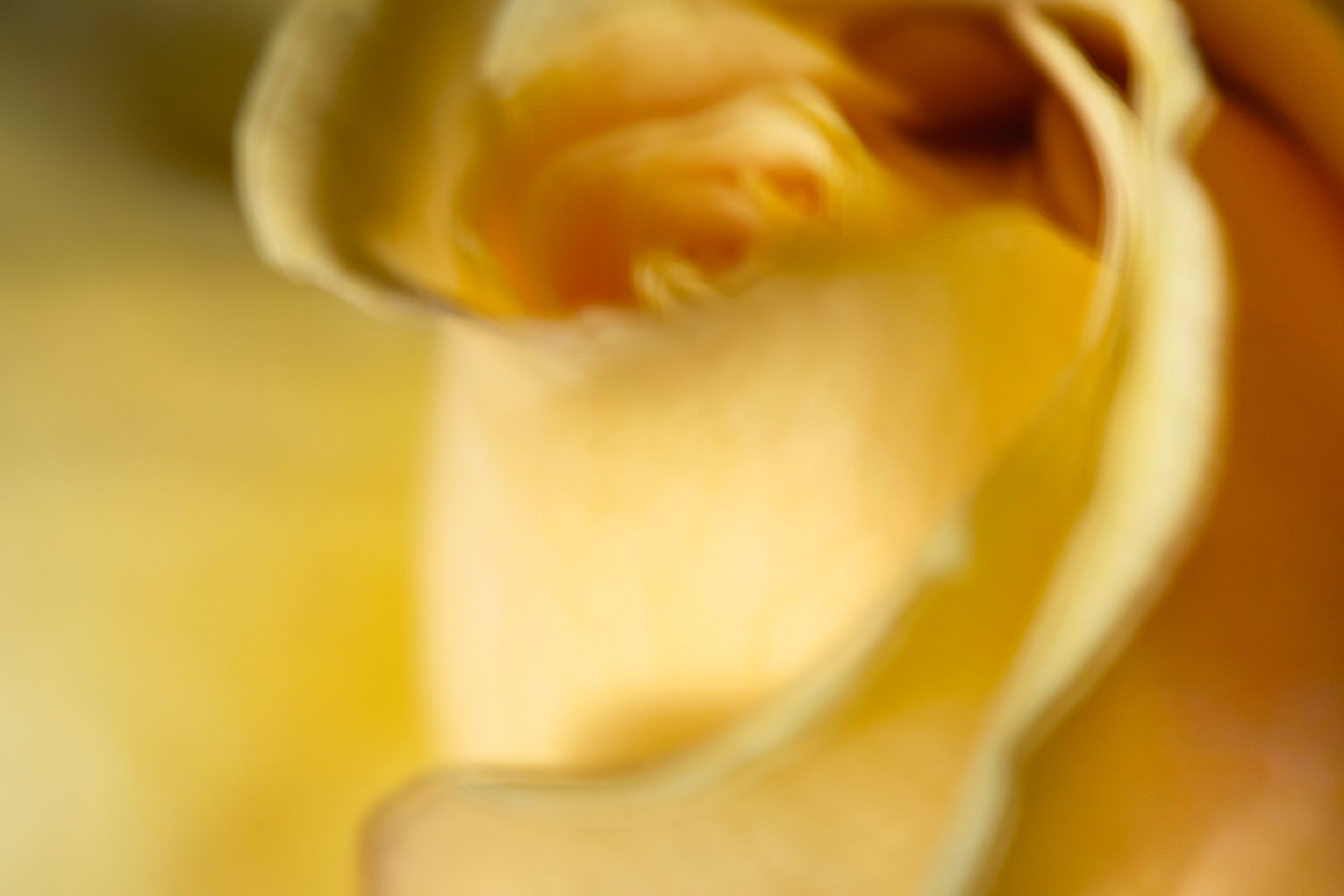 Fine art botanical study. Floral chroma. Flowers in motion.Austin fine art photography.
