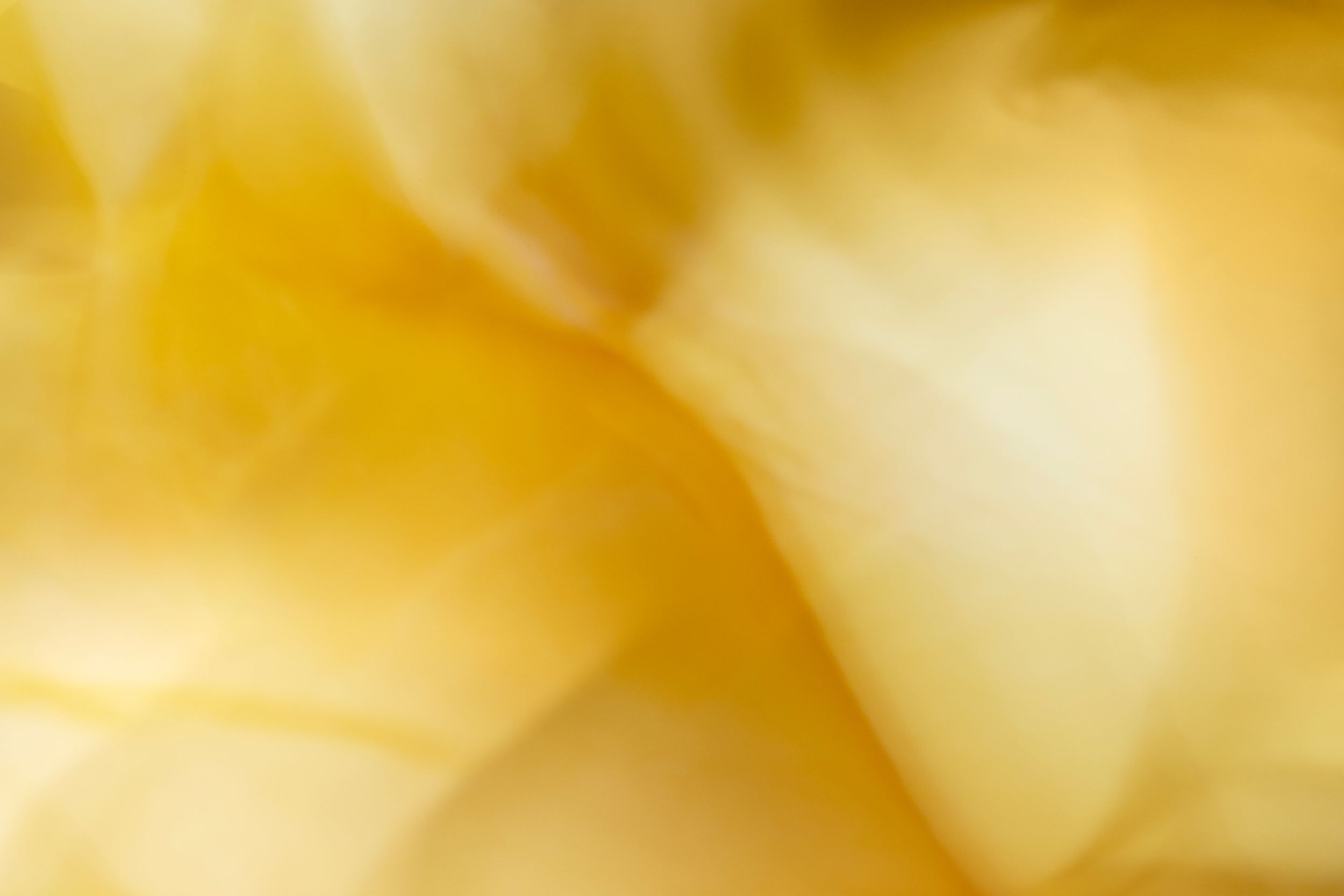 Fine art botanical study. Floral chroma. Flowers in motion.Austin fine art photography.