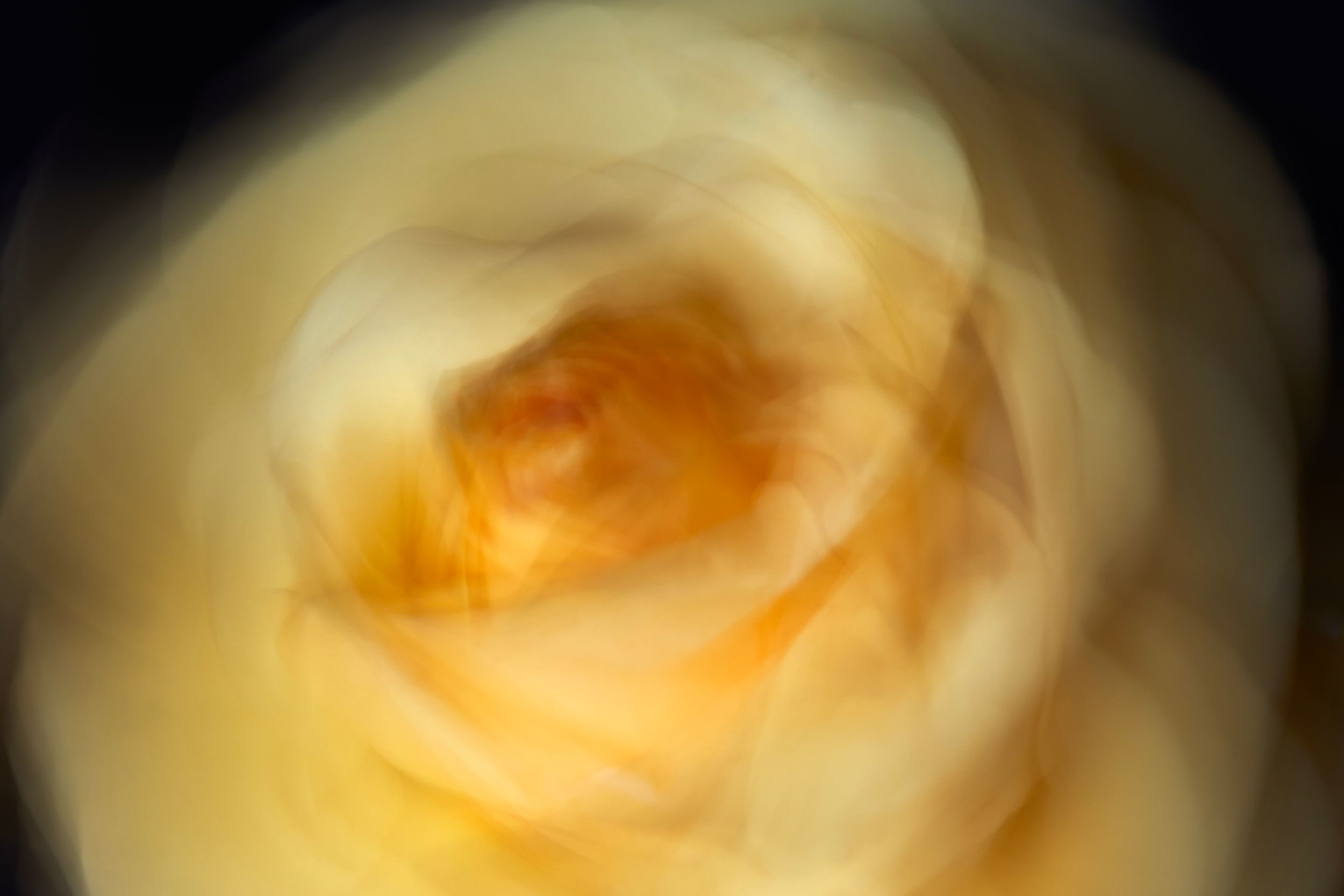 Fine art botanical study. Floral chroma. Flowers in motion.Austin fine art photography.