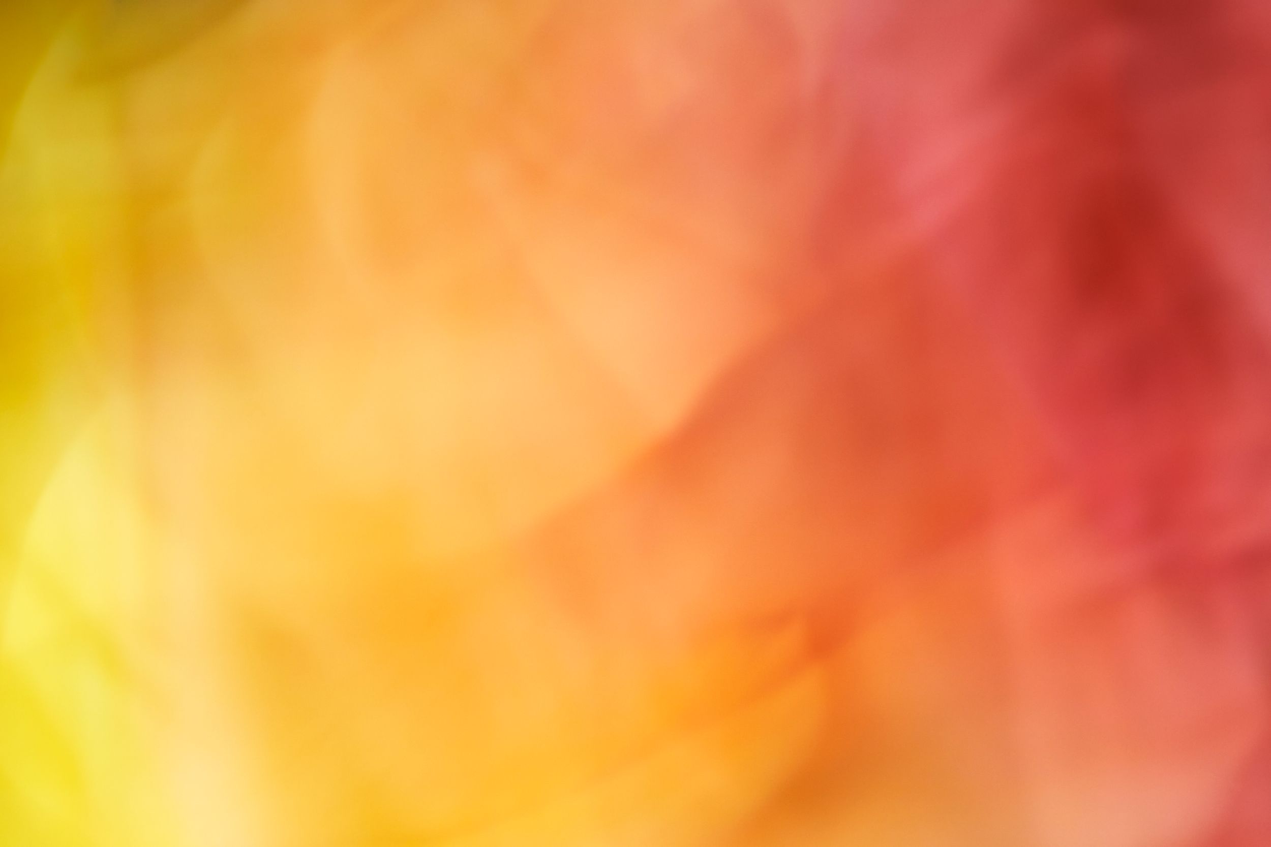 Fine art botanical study. Floral chroma. Flowers in motion.
Austin fine art photography.