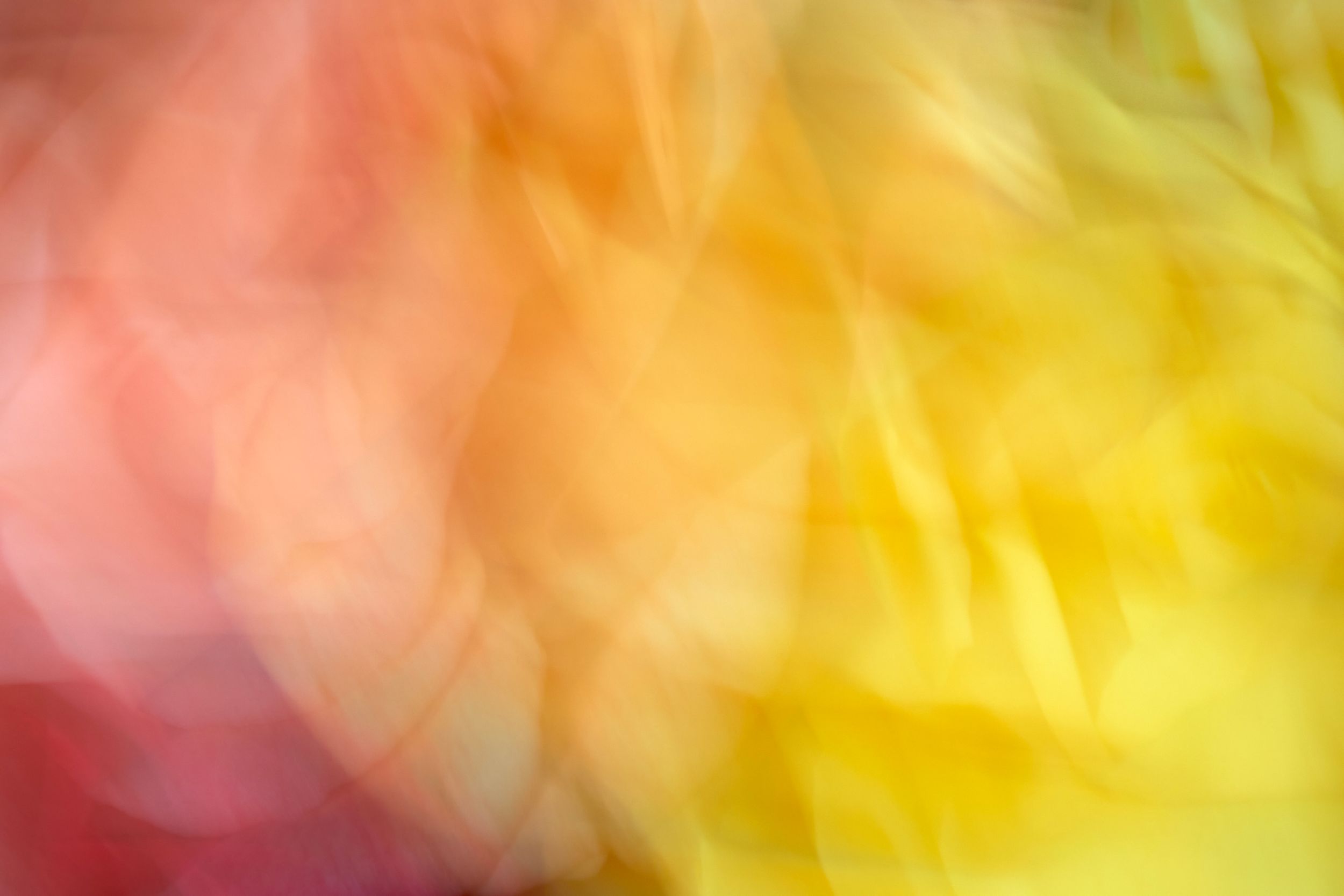 Fine art botanical study. Floral chroma. Flowers in motion.Austin fine art photography.