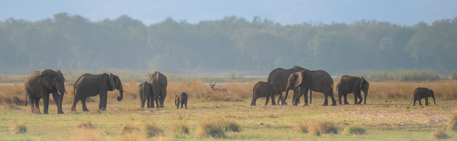 A herd of African elephants walk across a grassy savanna landscape with mountains in the background.