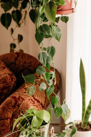 Trailing philodendron plant with heart-shaped leaves cascading from a pink pot near a window with decorative pillows.