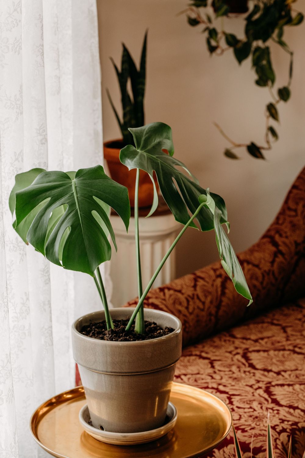 Monstera deliciosa plant in gray pot on gold tray near window, with snake plant and pothos in background.