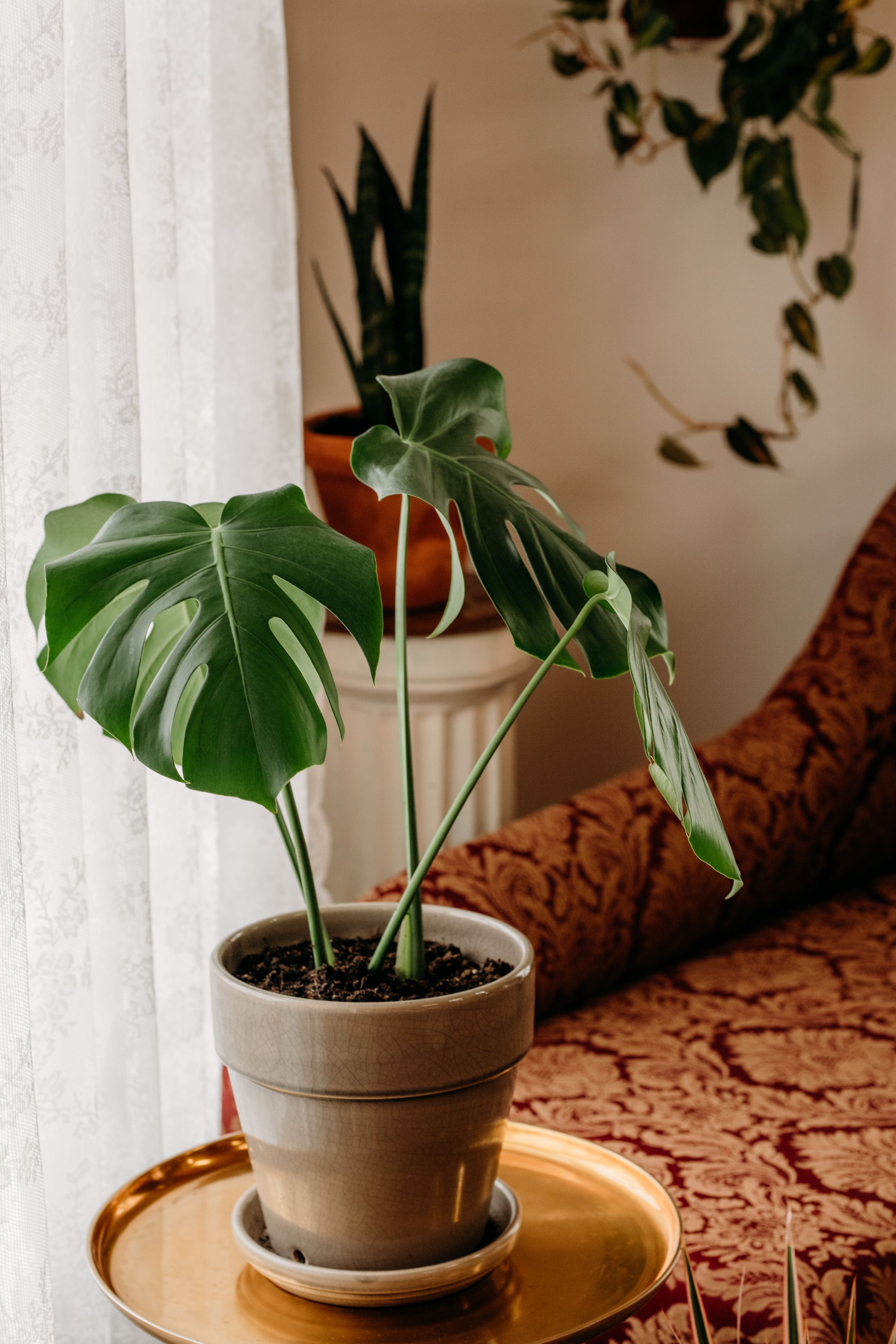 Monstera deliciosa plant in gray pot on gold tray near window, with snake plant and pothos in background.