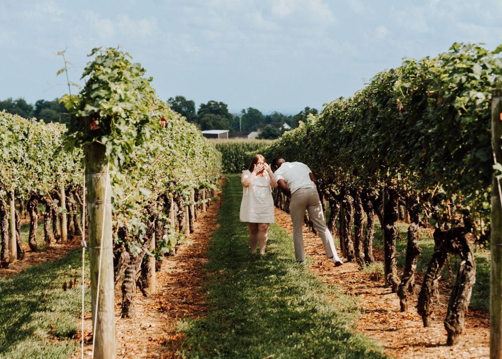 Engagement Proposal at Waltz Vineyards Estate Winery in Manheim, PA