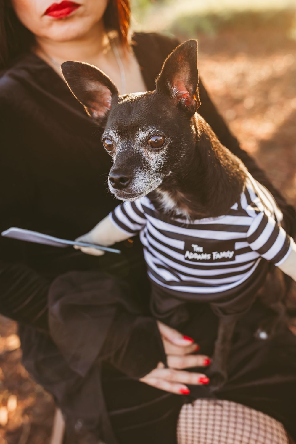 Small black dog wearing a striped sailor shirt poses while sitting on someone's lap in outdoor setting.