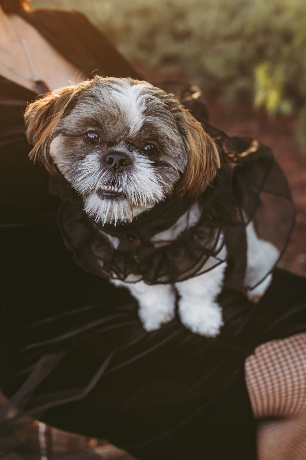 Close-up portrait of a Shih Tzu dog with white and brown fur wearing a black outfit outdoors.
