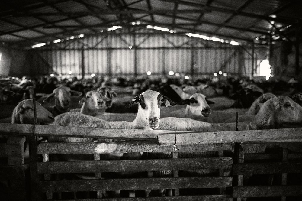 Black and white photograph showing sheep resting in pens inside a dimly lit barn.