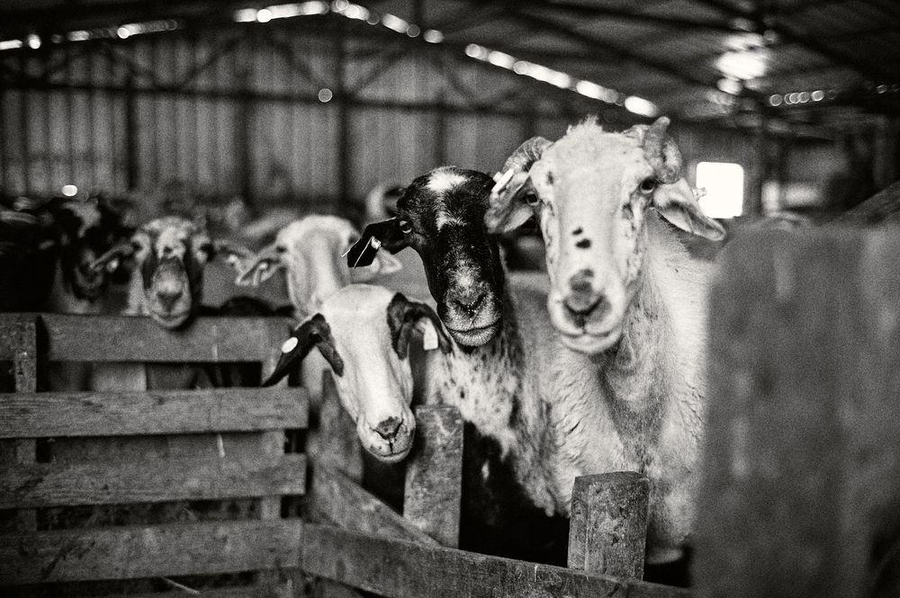 Black and white panoramic photo of sheep lined up behind wooden fence posts.