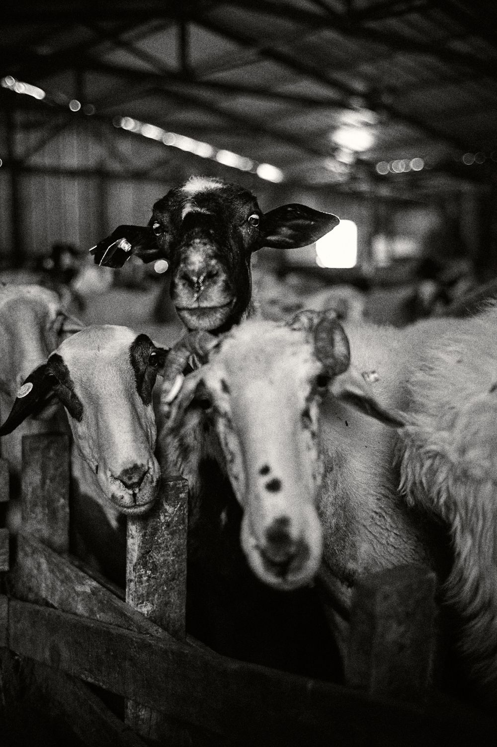 Group of sheep looking through wooden pen barriers in a dark barn setting.