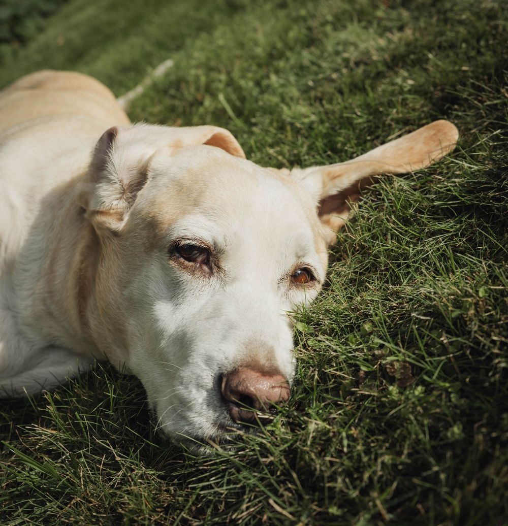 Close-up portraits of a white dog resting peacefully in green grass.