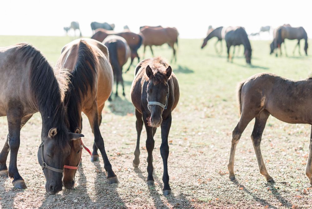 Herd of horses grazing together in a sunny pasture.