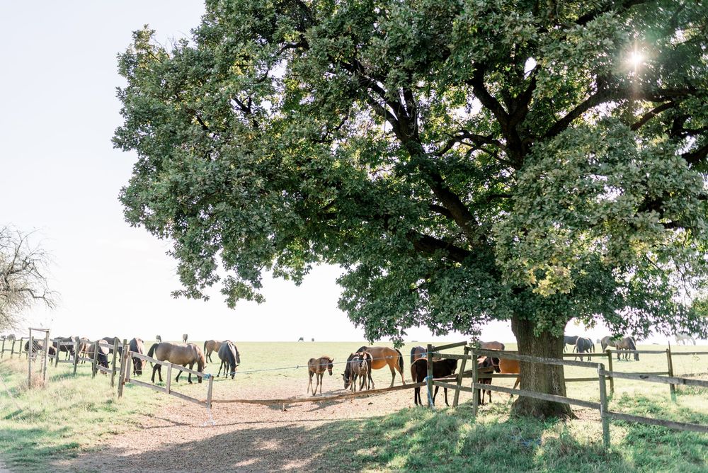 Large oak tree provides shade to horses grazing in a pastoral field setting.
