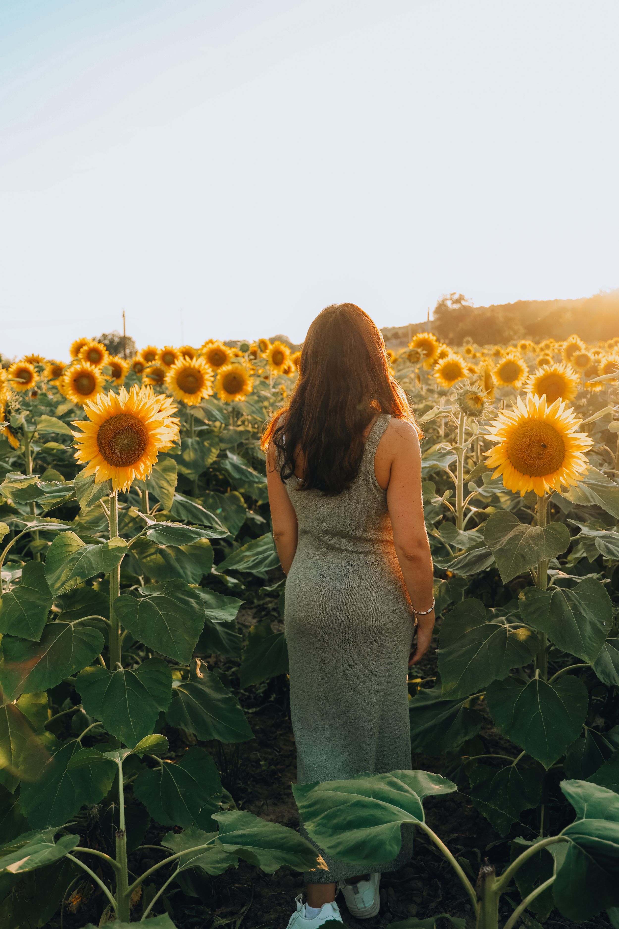 Woman in gray dress seen from behind standing among tall sunflowers at sunset.