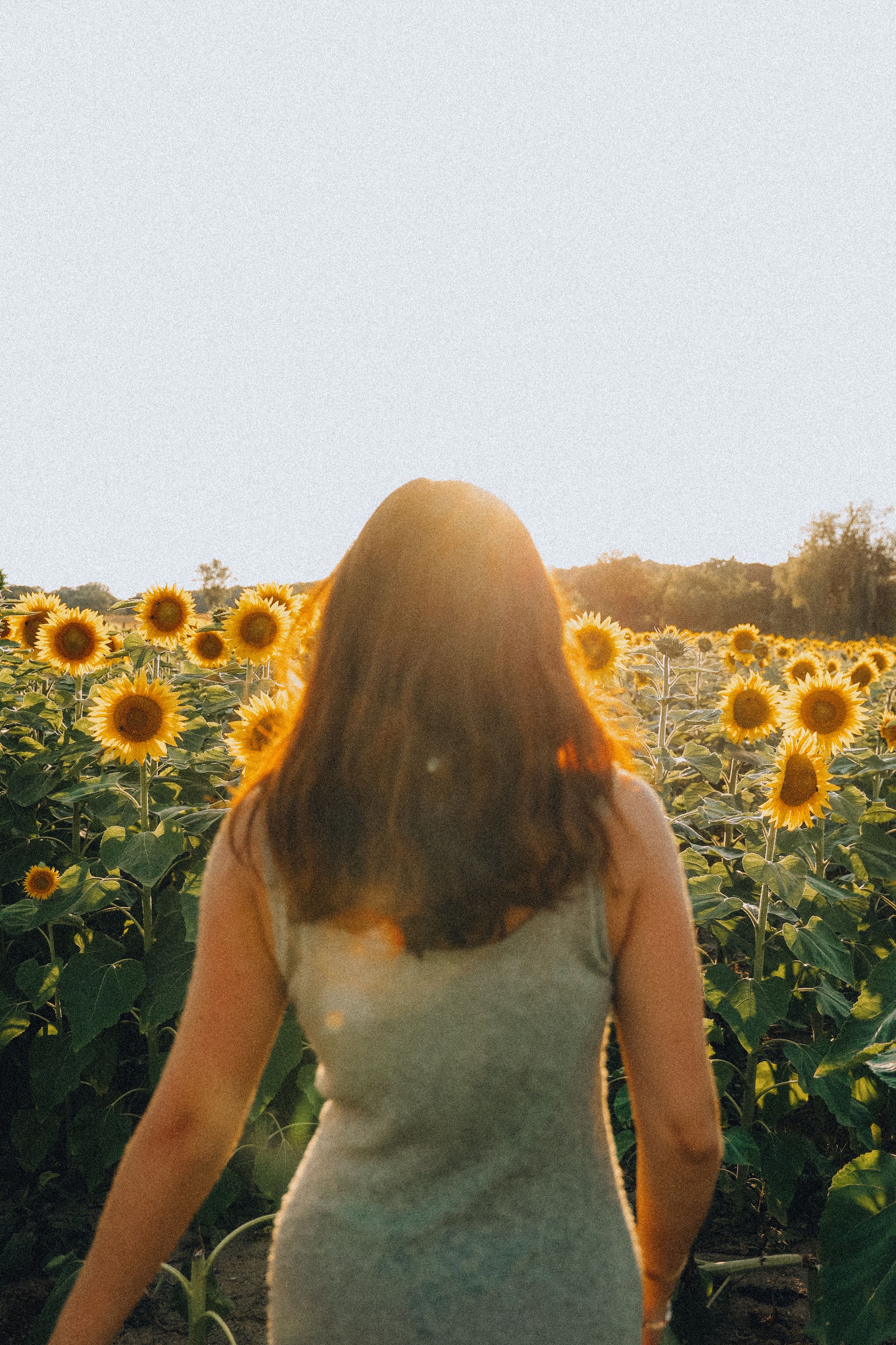Woman in white dress viewed from behind walking through a sunlit sunflower field.