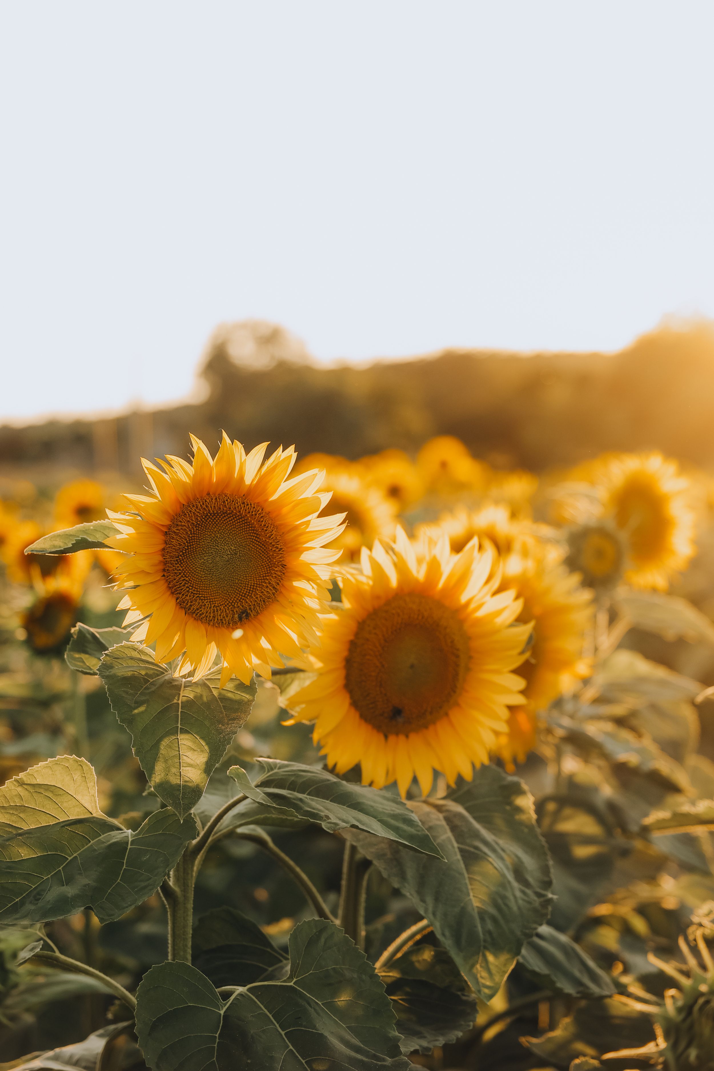 Two bright yellow sunflowers in full bloom glowing in warm sunset light in a field.