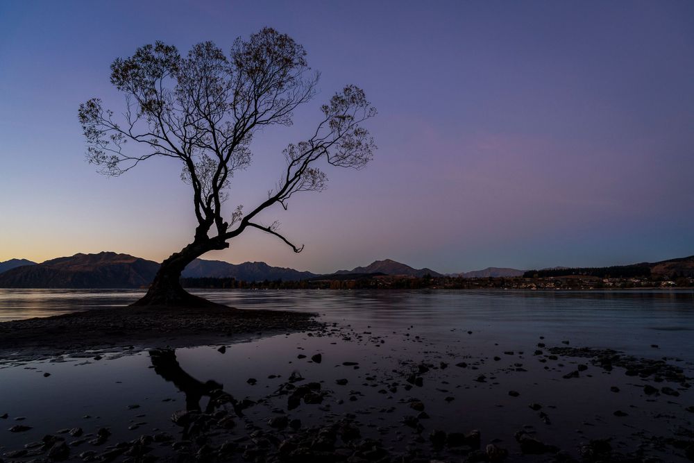 Wanaka Tree NZ
