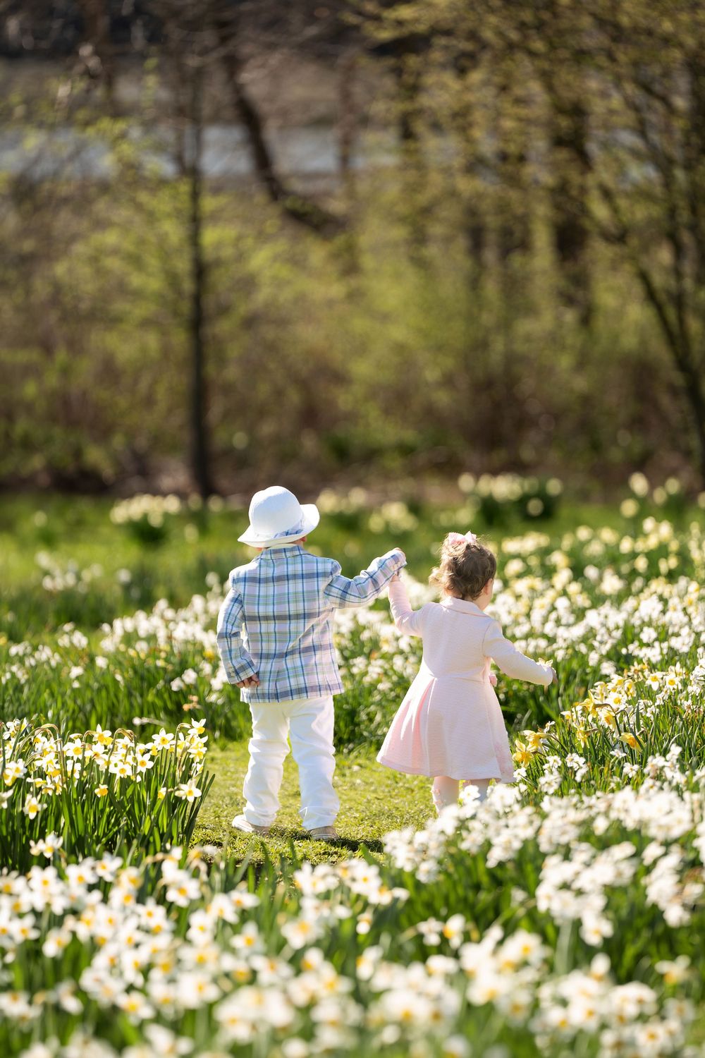 Two young children holding hands walking away through a sunlit field of white spring daffodils.