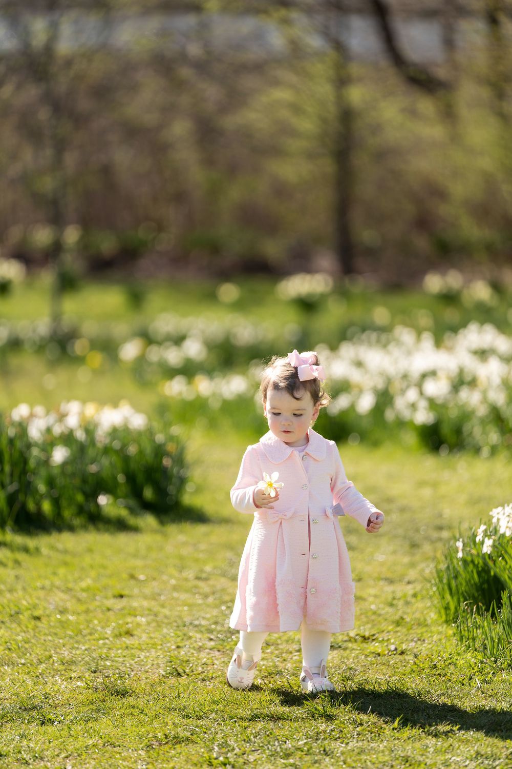 Cute toddler girl in pink dress holding a daffodil while walking through a sunny spring garden.