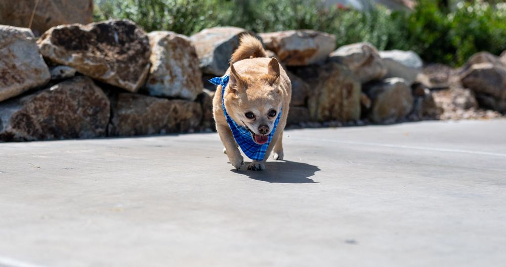 Small Chihuahua dog running on concrete wearing a blue harness with rocky landscape in background.