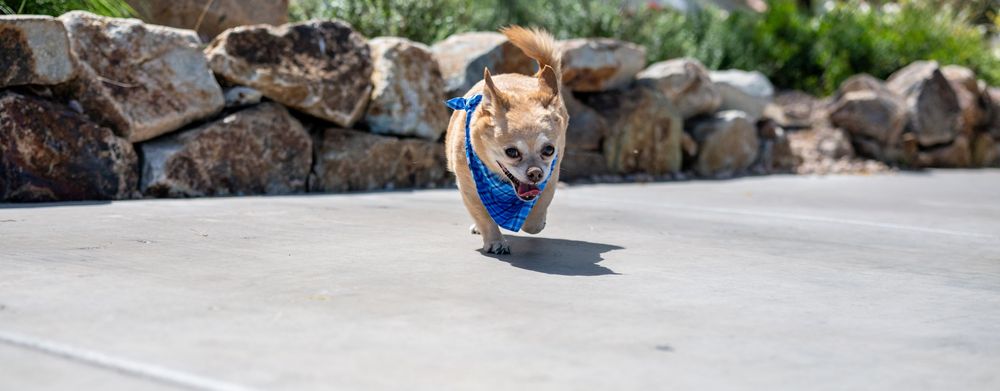 Tiny Chihuahua sprinting on pavement in a blue harness with large rocks and greenery behind.