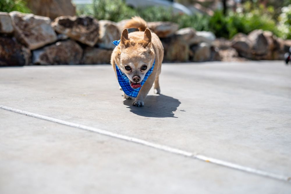 Small Chihuahua dog trotting on concrete wearing a blue harness in bright sunny outdoor setting.