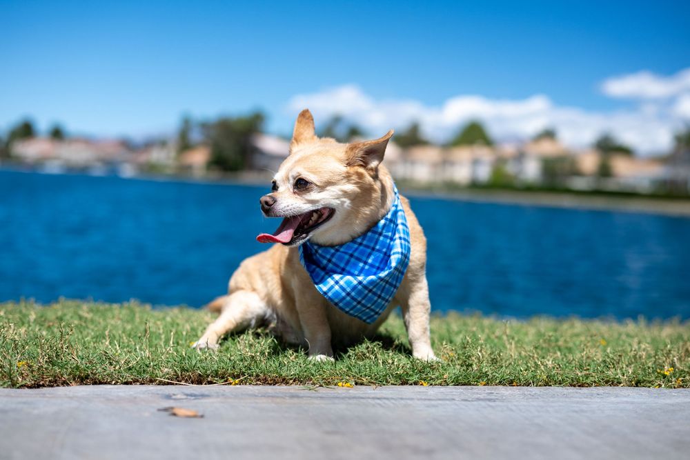 Cheerful Chihuahua with blue bandana sitting on grass beside a scenic blue lake on sunny day.