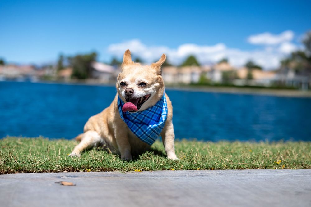 Adorable Chihuahua lying on grass wearing blue plaid bandana with lake and blue sky backdrop.