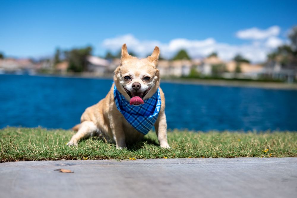 Chihuahua dog resting on green grass wearing blue plaid bandana with sparkling lake in background.