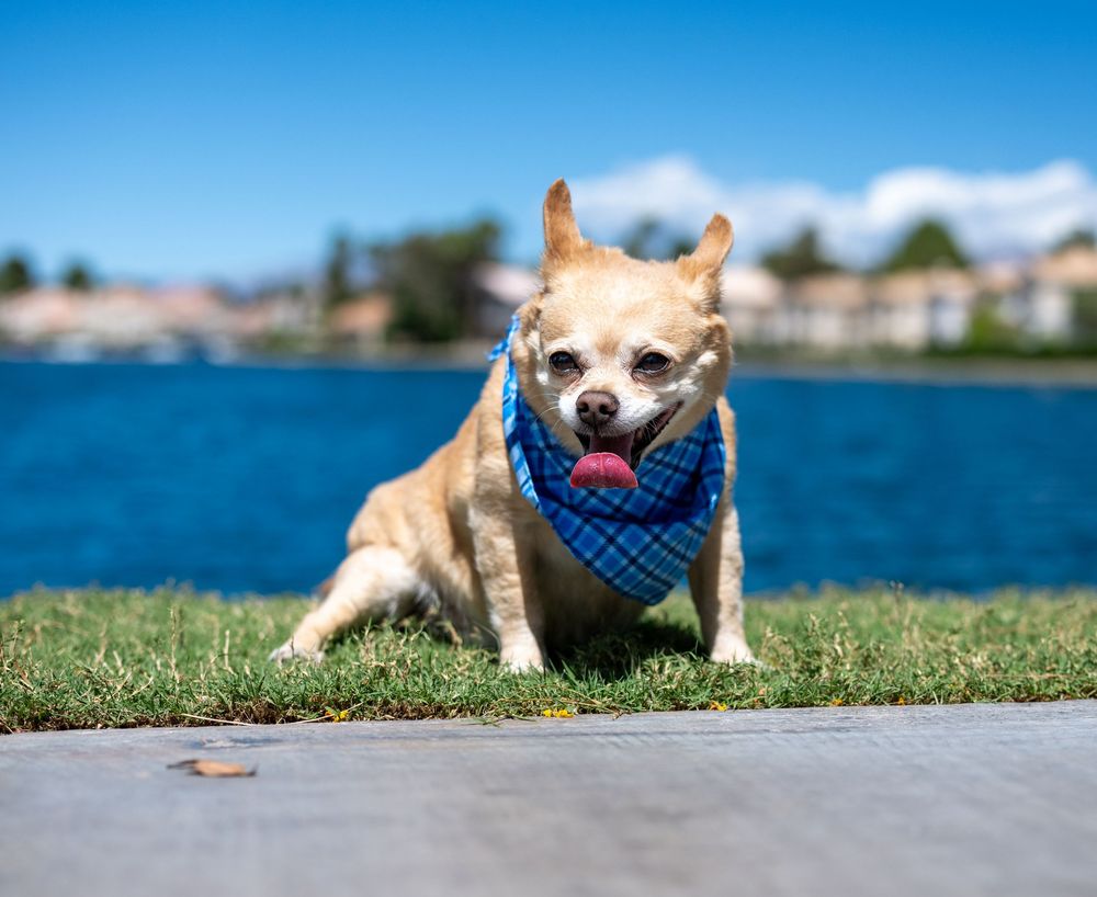 Cute Chihuahua lying on grass with blue checkered bandana near a lake under bright blue sky.