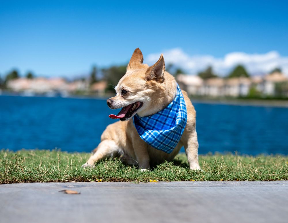 Happy Chihuahua with tongue out wearing blue bandana lying on grass beside a beautiful blue lake.
