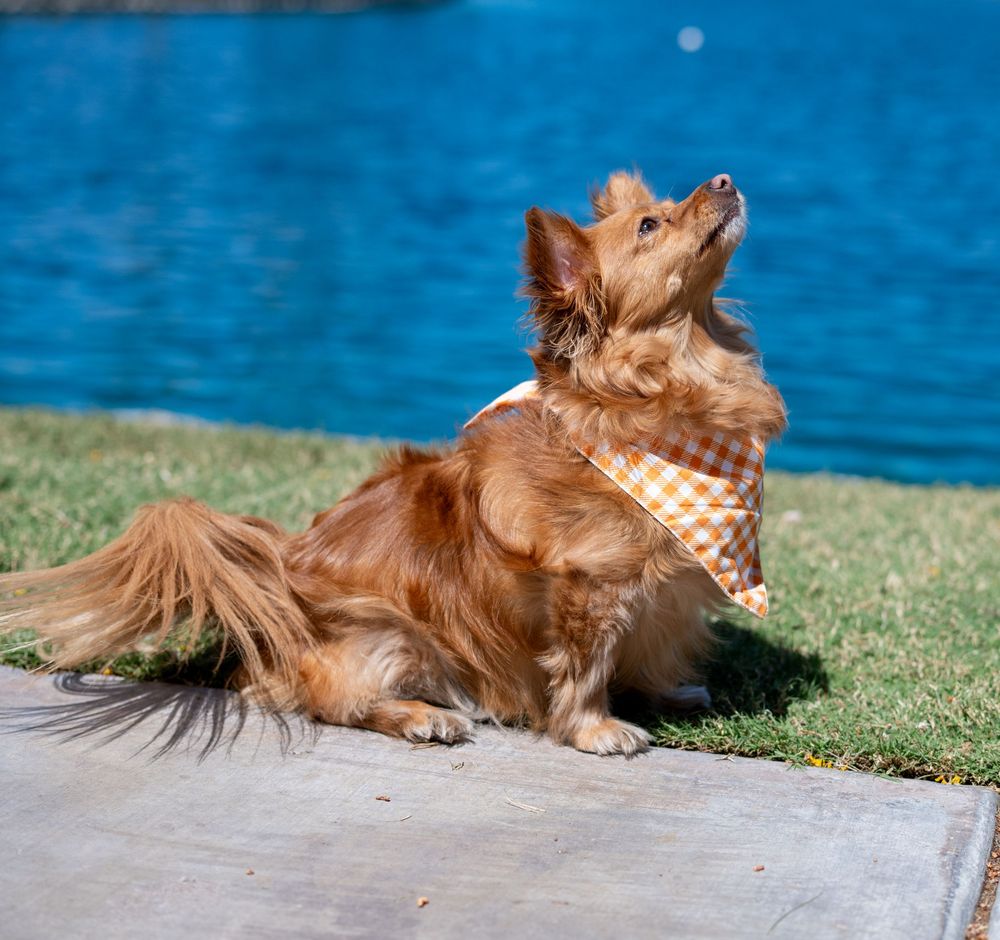 Fluffy long-haired brown dog wearing orange checkered bandana sitting by a vivid blue lake outdoors.