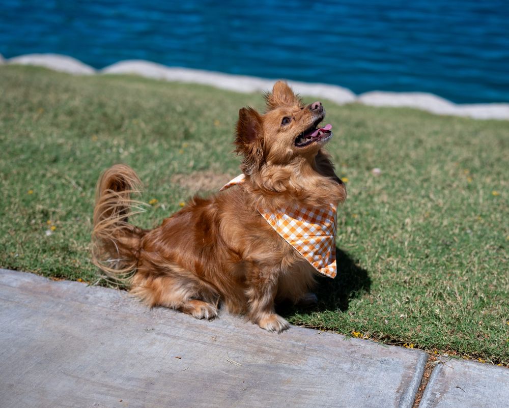 A fluffy golden-brown dog wearing an orange checkered bandana sits happily on green grass near a blue lake.